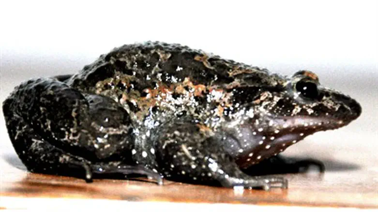 Hula painted frog