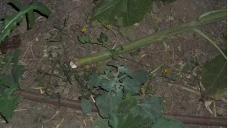 Damage to saplings