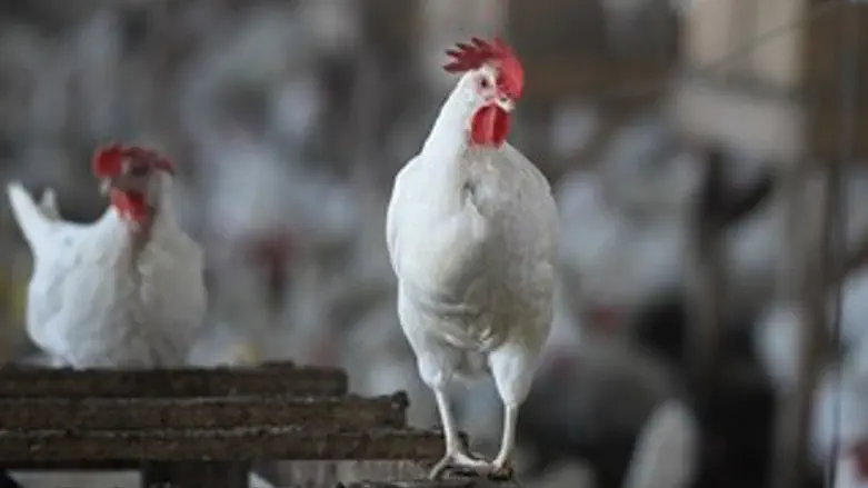 עופות תרנגול