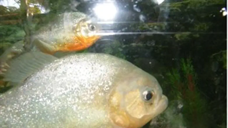 לנוי בלבד...