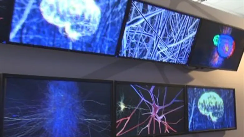 Brain exhibit