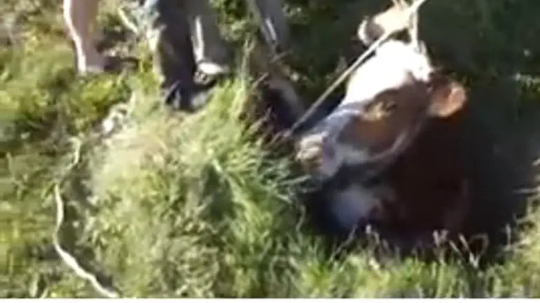 Корова в колодце