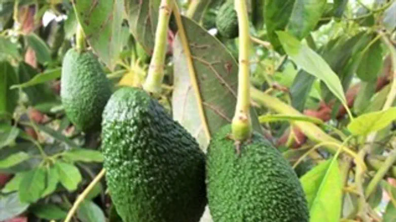 דווקא עלה. אבוקדו