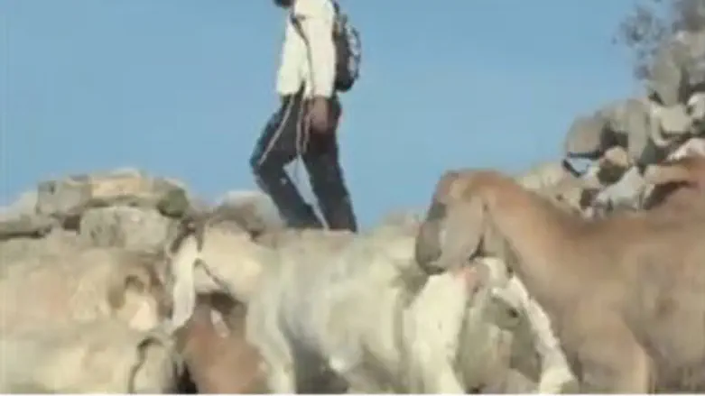 עמית אורן והעדר לפני הגניבה