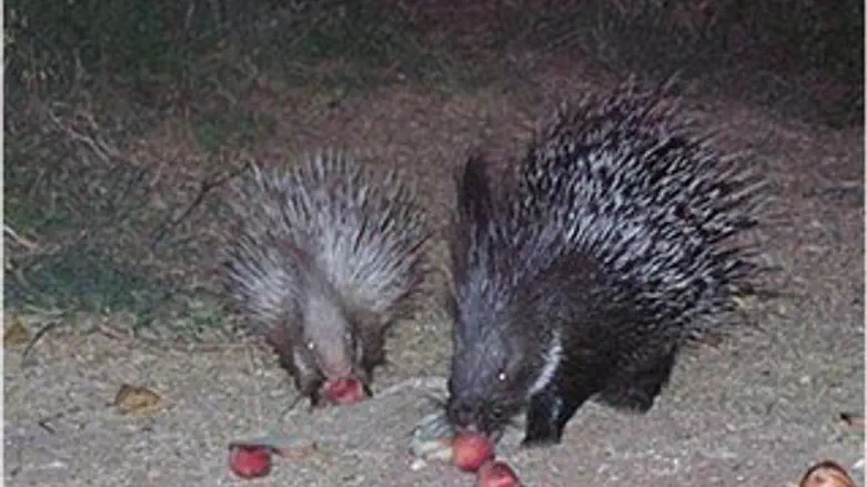 דרבנים אוכלים