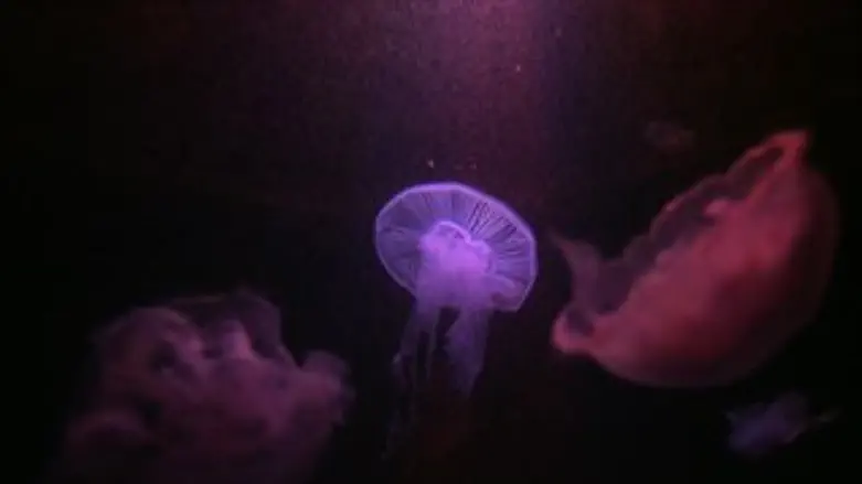 לא נעים, אבל עובר. מדוזות