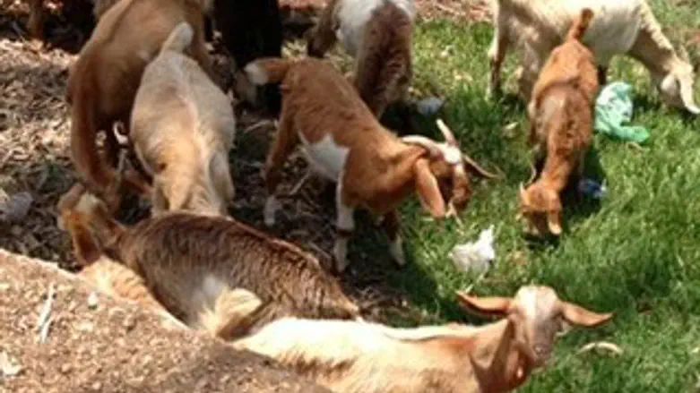 העיזים שנמצאו