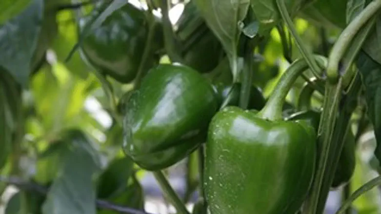 למצולמים אין קשר לאמור בכתבה...