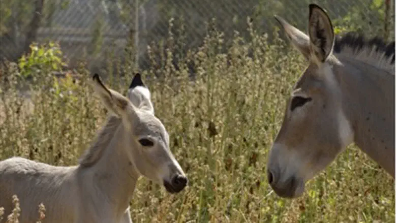 Donkey (illustrative)