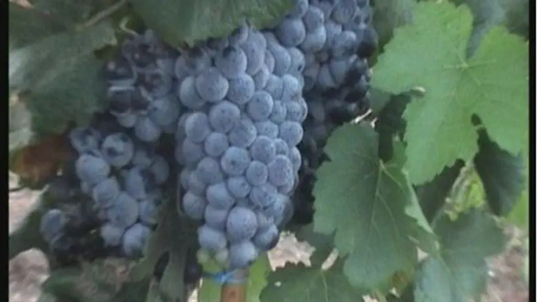 Виноград (Иллюстрация)