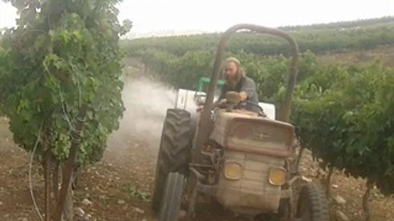 אלברט בשבילי הכרם