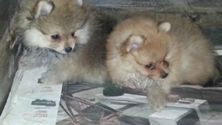 הגורים המוסלקים