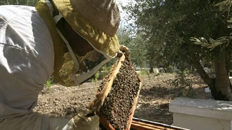 Beehive