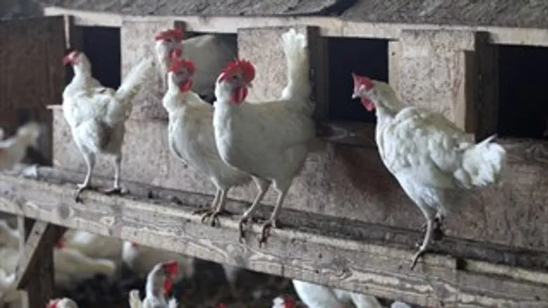 תרנגולות עופות