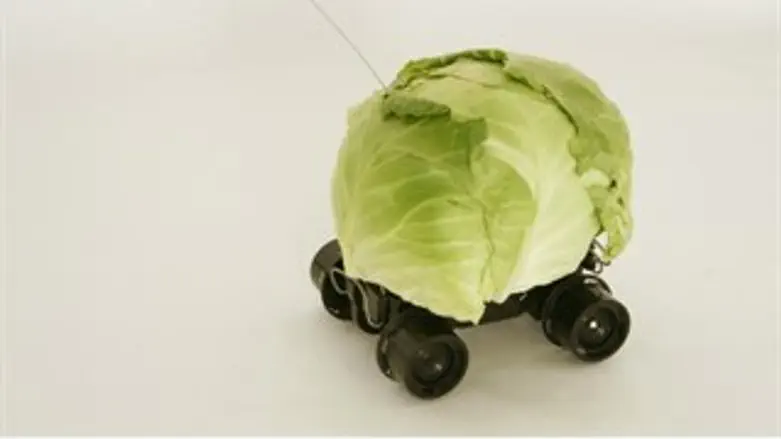 טבע דומם עם כרוב