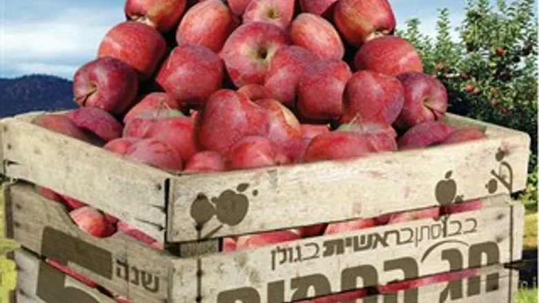 חג התפוח