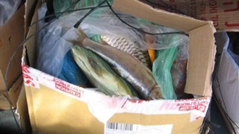 הדגים שנתפסו