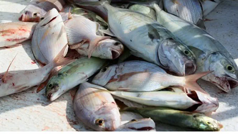 Fish (illustrative)