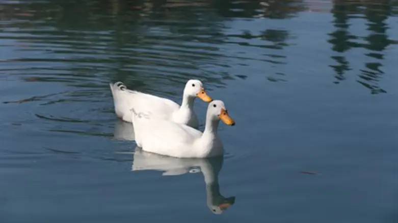 Ducks (illustrative)