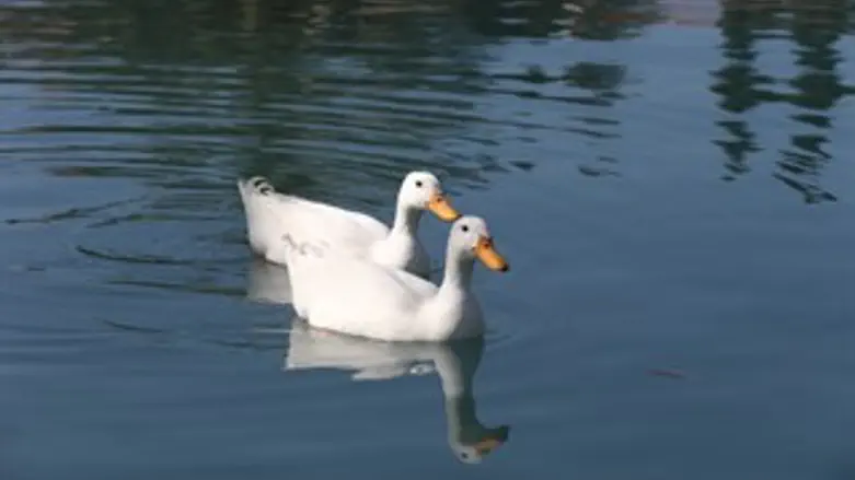 Ducks (illustrative)