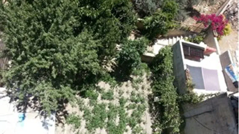 החצר במבט מלמעלה