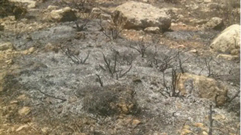 השריפה במקום
