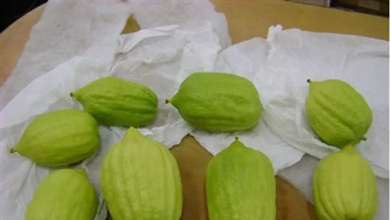 Smuggled etrogs