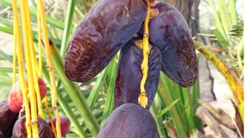 תמר ה"אנברה"