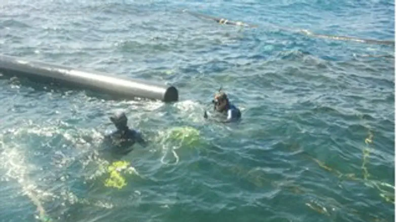 שוחים עם כרישים