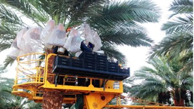 גדיד בעין יהב