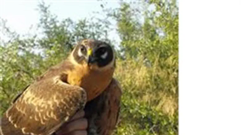 זרחון השדות