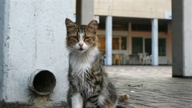 Кошка (Иллюстрация)