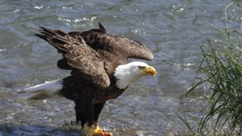 עיט ישראלי. ארכיון