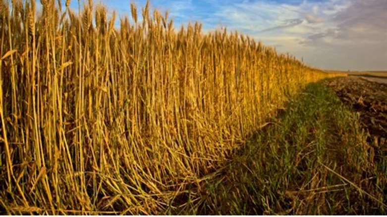Fossil grains yield new theory (illustrative)