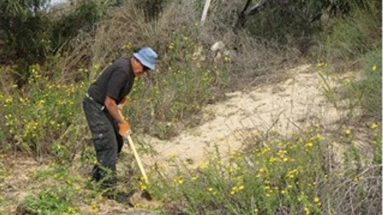 עקירת צימחיה