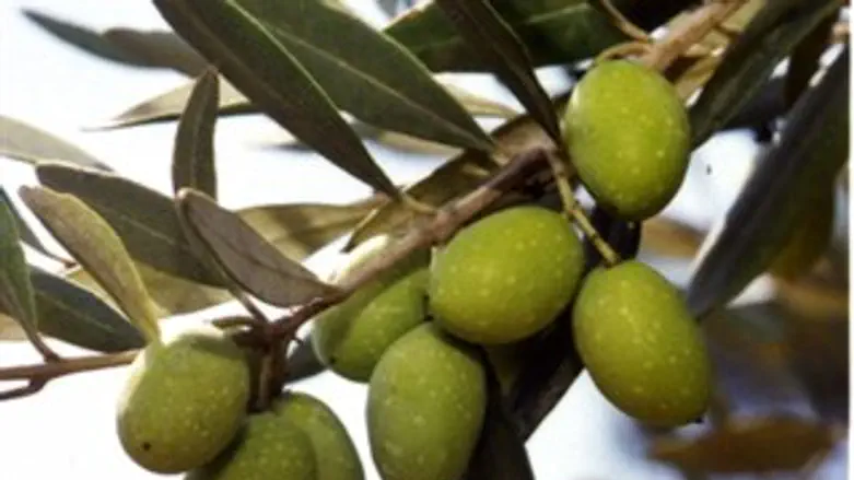 זיתים ביערות
