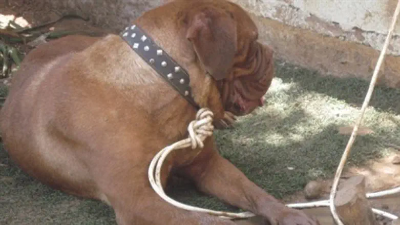 מהכלבים שחולצו