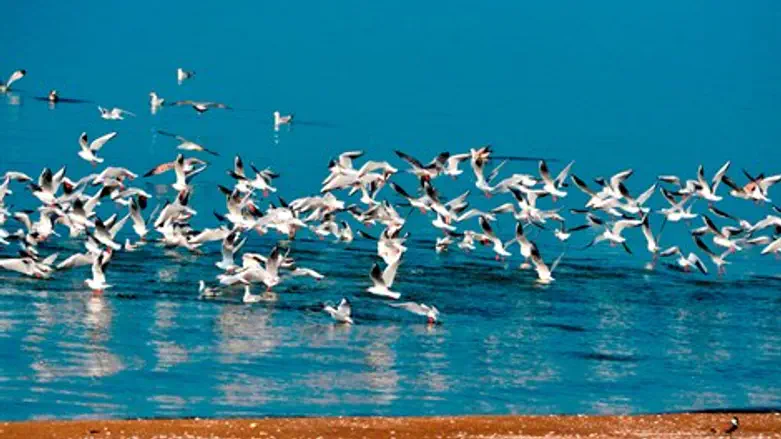 שחפים הכנרת