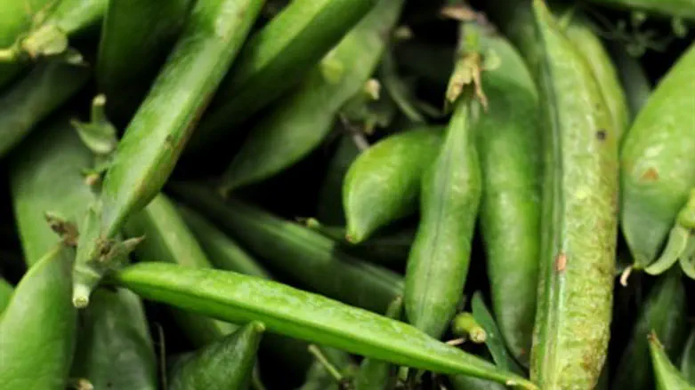 כבשה את העולם