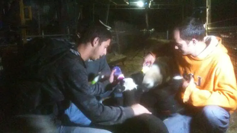 מתנדבי השומר יו"ש מאכילים טלאים אמש בהר חברון