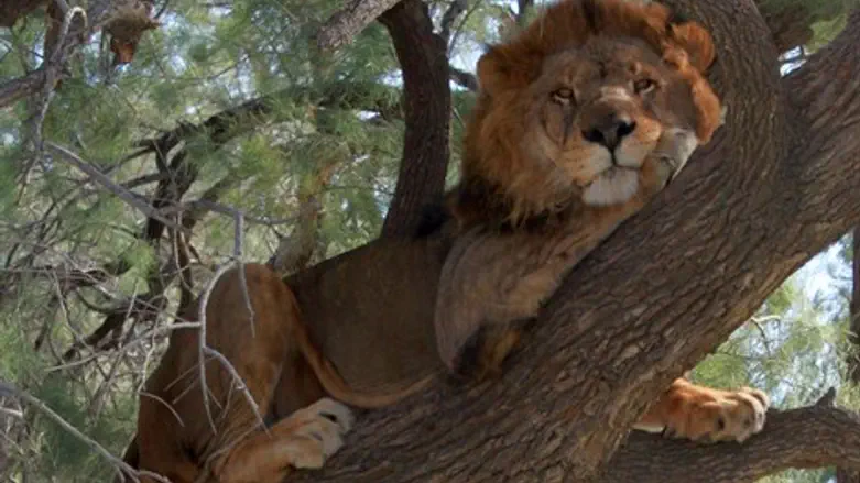 אריות על העצים