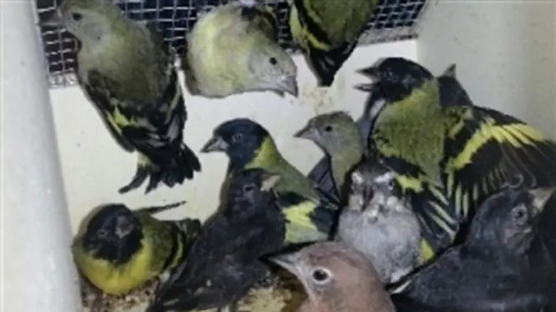 הציפורים המוברחות