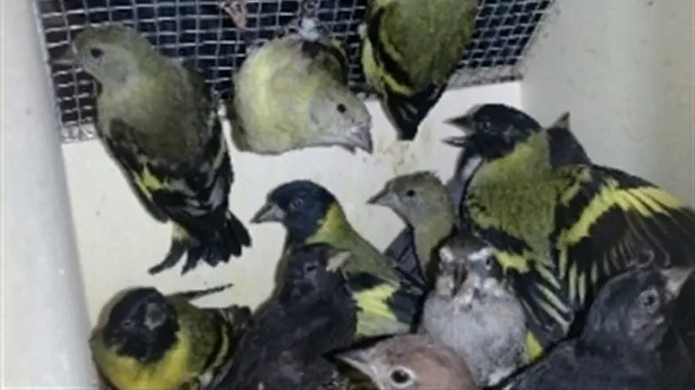 The smuggled birds