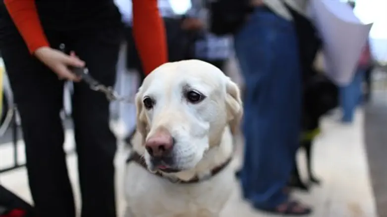 כלב נחייה. אילוסטרציה