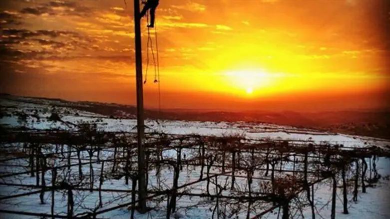 כרמי הר ברכה המושלגים בשקיעה