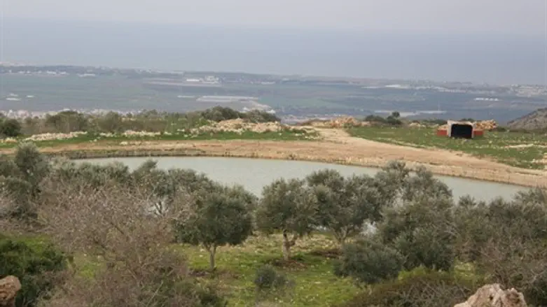 בריכת הארזים