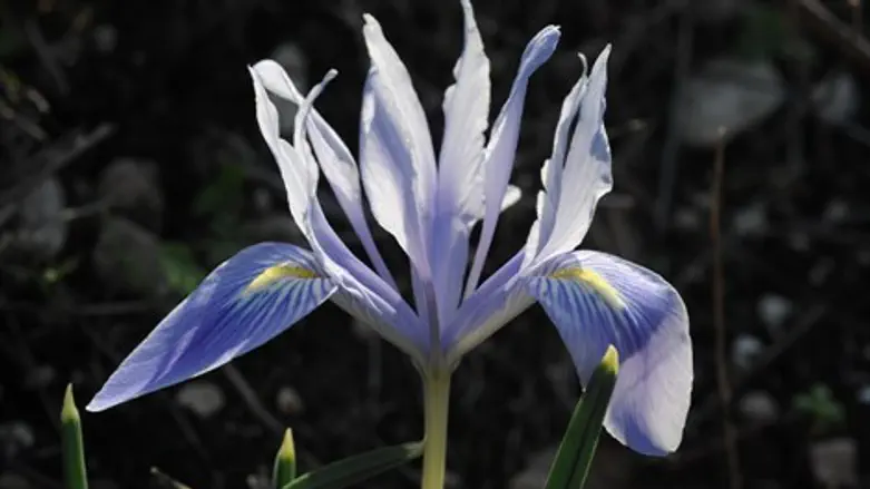 איריס הסרגל