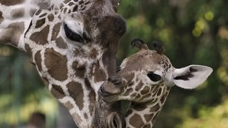 מזל טוב לגי'רפה