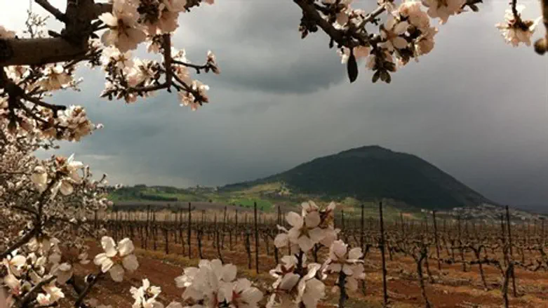 מרציפן בכפר תבור