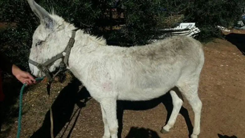 האתון הפגועה